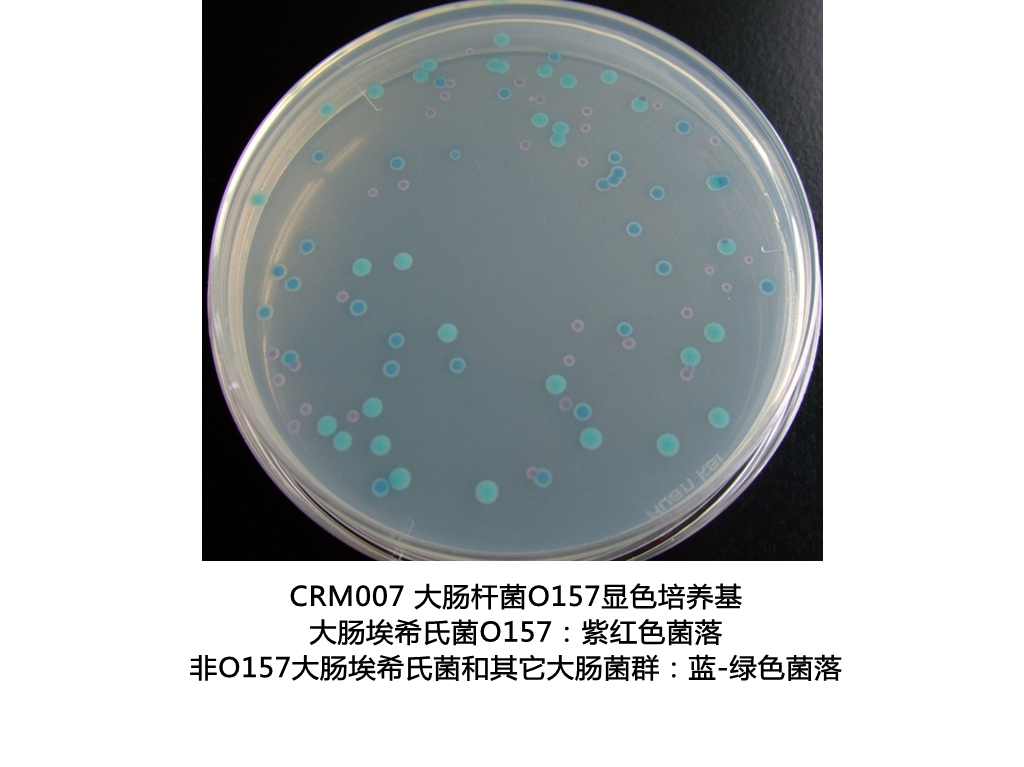 大腸桿菌O157:H7顯色培養(yǎng)基生物圖冊