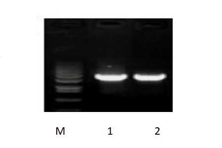 50μl 擴(kuò)增體系，以 50ng 人基因組DNA 為模板，對(duì) 3kb 片段擴(kuò)增結(jié)果。