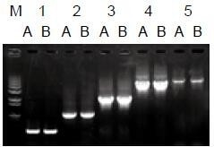 使用普通（A組）及含染料（B組）的2×Taq Master Mix配制的50μl擴增體系，以5ng λDNA為模板， 對500bp～6.0kb片段的擴增結(jié)果