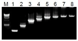 50μL 擴(kuò)增體系中，λDNA 為模板，擴(kuò)增 1kb~20kb 片段。
