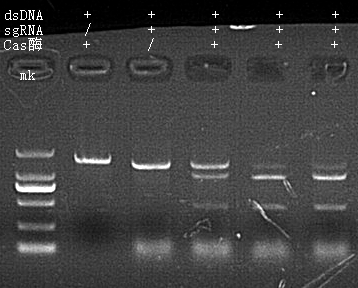 Cas12a Nuclease 做 DNA 片段體外切割活性檢測(cè)