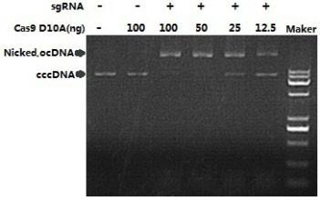 Cas9 D10A Nickase DNA 切割活性檢測(cè)