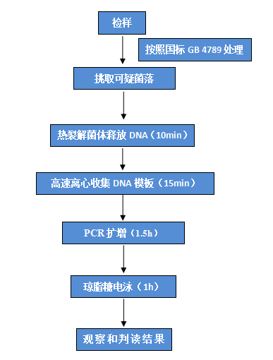 多重 PCR 檢測(cè)操作流程