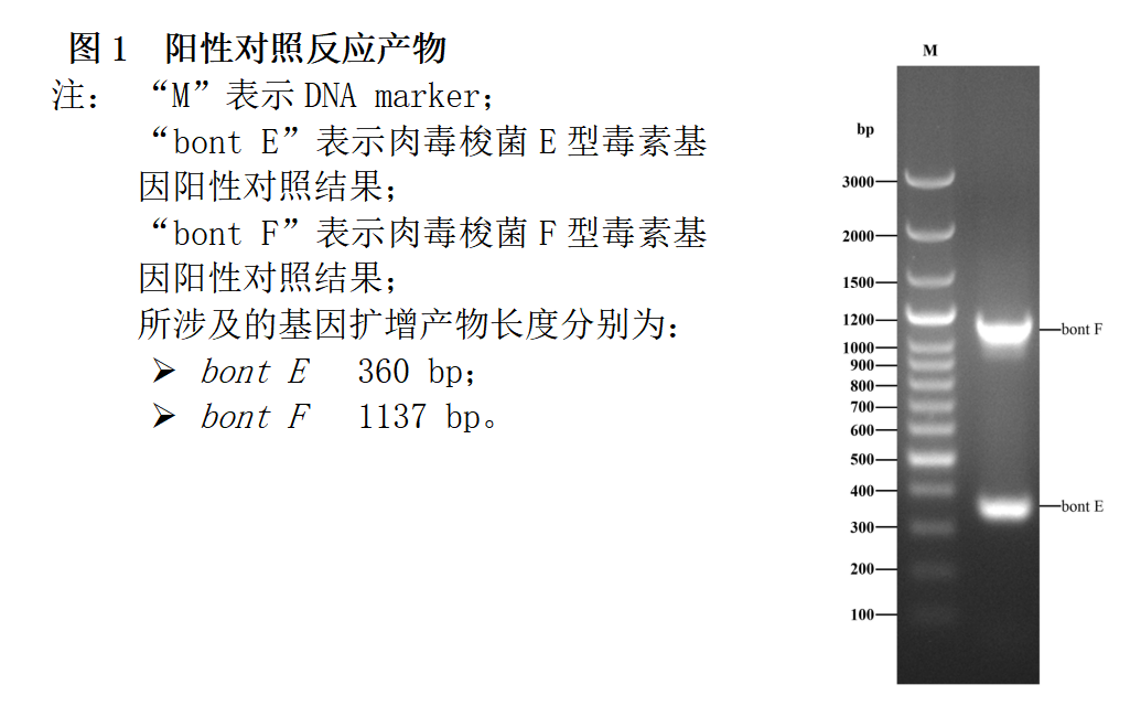 肉毒梭菌E/F型毒素基因PCR檢測試劑盒結果判讀