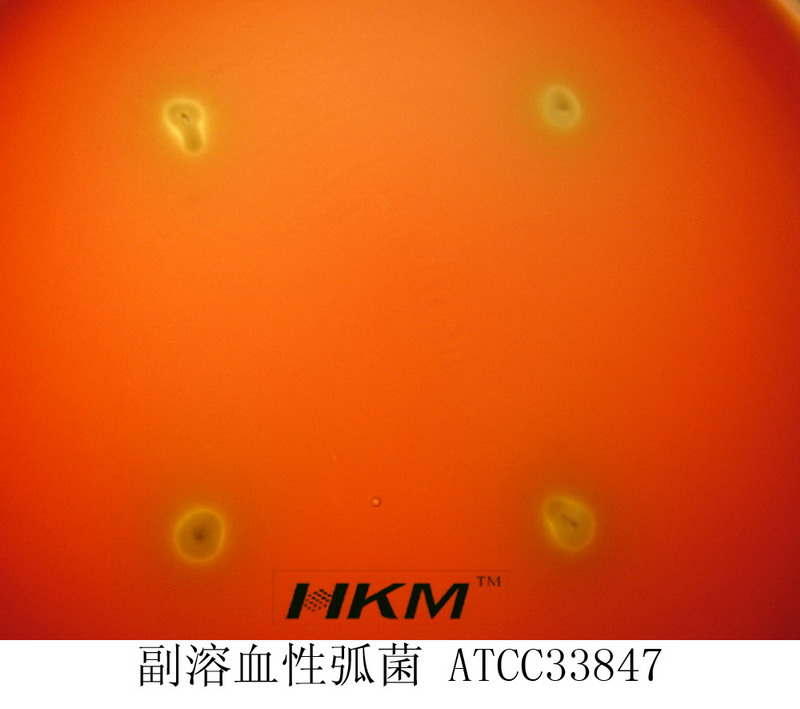 副溶血性弧菌ATCC33847