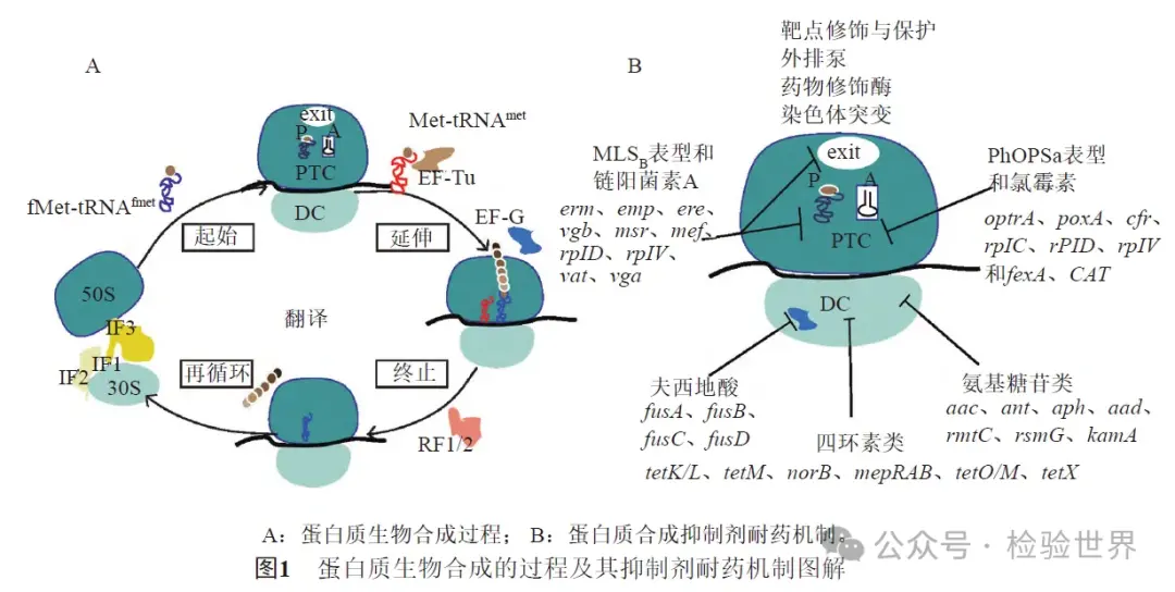 蛋白質(zhì)生物合成的過程及其抑制劑耐藥機(jī)制圖解